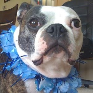 Meet your Posher, Star